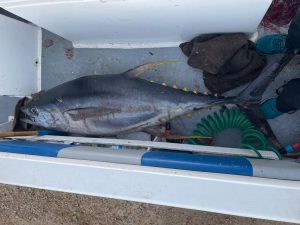 Yellow Fin tuna offshore cape town day trips