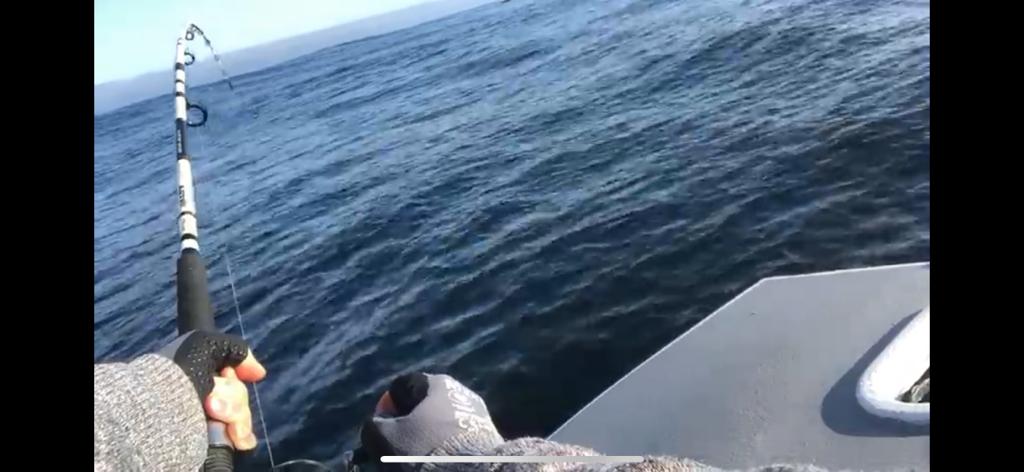 Yellow Tail fishing inshore cape town