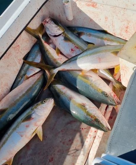 Yellow Tail inshore fishing west coast