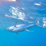 Yellow fin tuna underwater